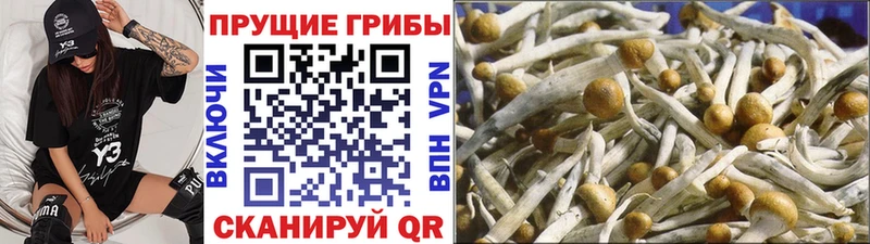 blacksprut зеркало  Благовещенск  Псилоцибиновые грибы ЛСД 